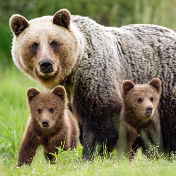 A mother brown bear with her cubs