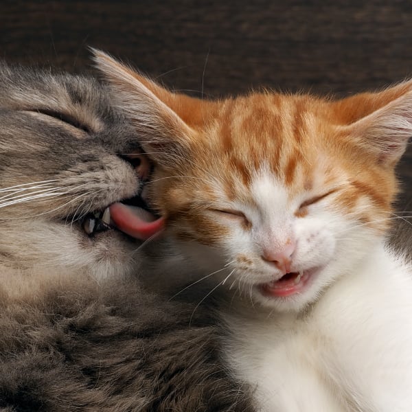 A mother cat licks her kitten