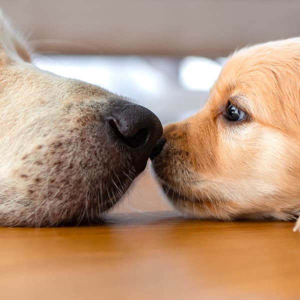 A dog and her puppy touch noses